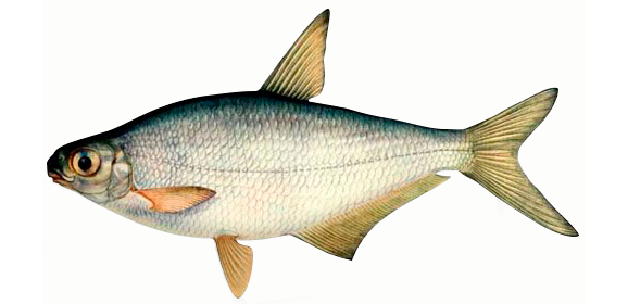 Рыба белоглазка