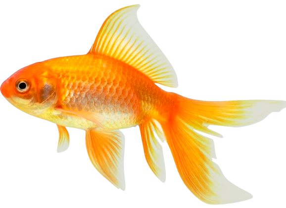 Рыбка Turbo Fish